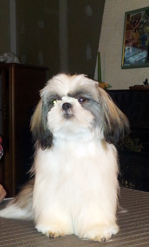 Lhassa apso